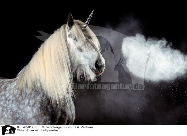 Shire Horse with holi powder / AZ-01263