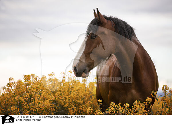 Shire horse Portrait / PK-01174