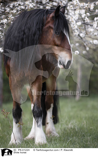 Shire horse / PK-01224