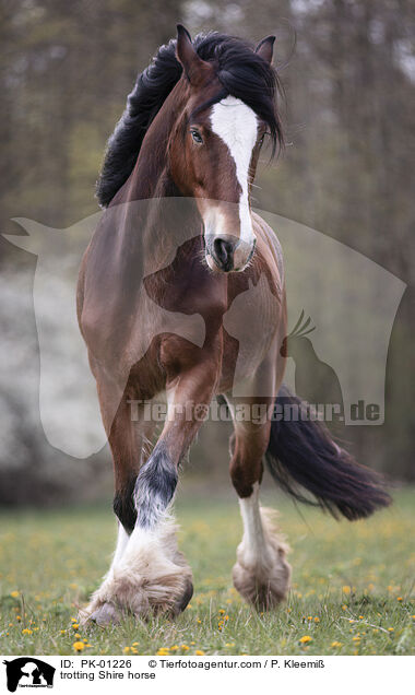 trotting Shire horse / PK-01226