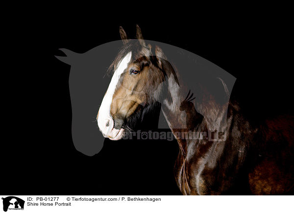 Shire Horse Portrait / PB-01277
