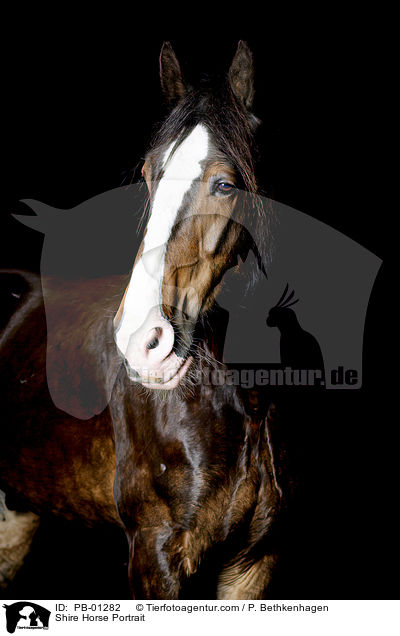 Shire Horse Portrait / PB-01282