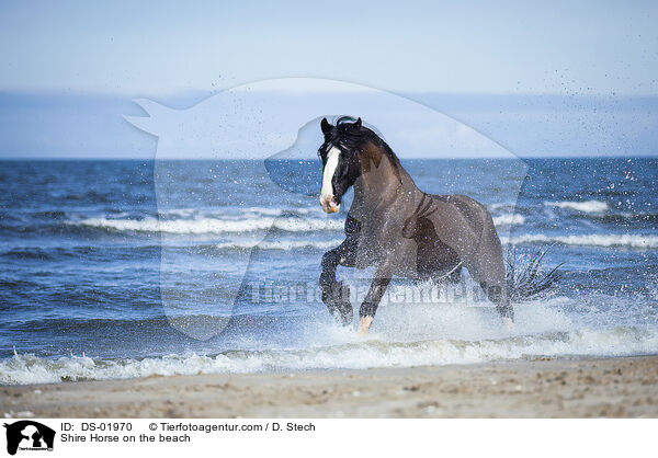 Shire Horse on the beach / DS-01970