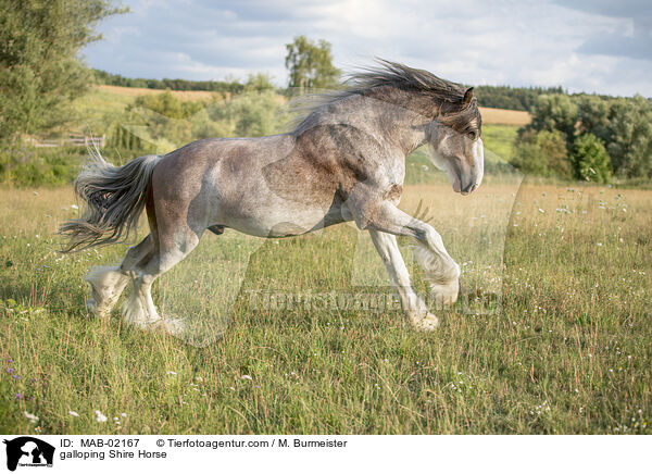 galloping Shire Horse / MAB-02167