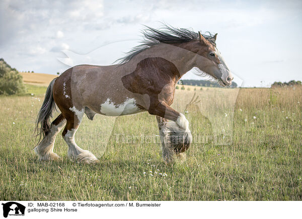 galloping Shire Horse / MAB-02168