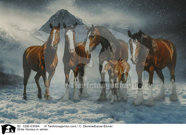 Shire Horses in winter / CDE-03084