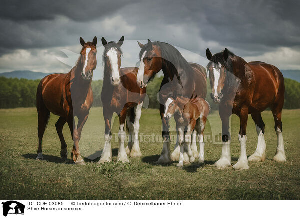 Shire Horses in summer / CDE-03085