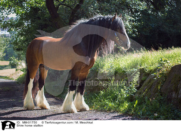 Shire horse Hengst / Shire horse stallion / MM-01750