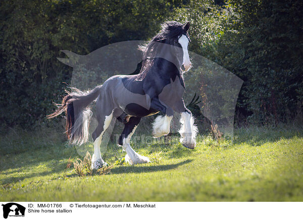 Shire horse Hengst / Shire horse stallion / MM-01766