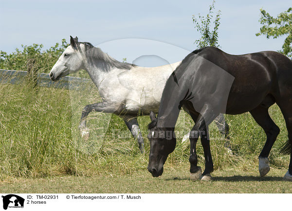 2 Pferde / 2 horses / TM-02931