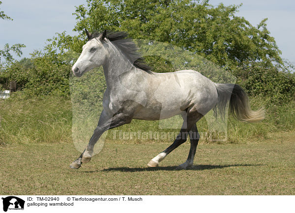 galoppierendes Kleines Deutsches Reitpferd / galloping warmblood / TM-02940