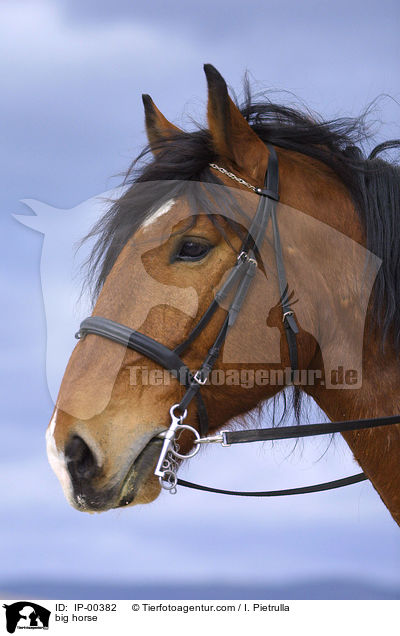 Sddeutsches Kaltblut im Portrait / big horse / IP-00382