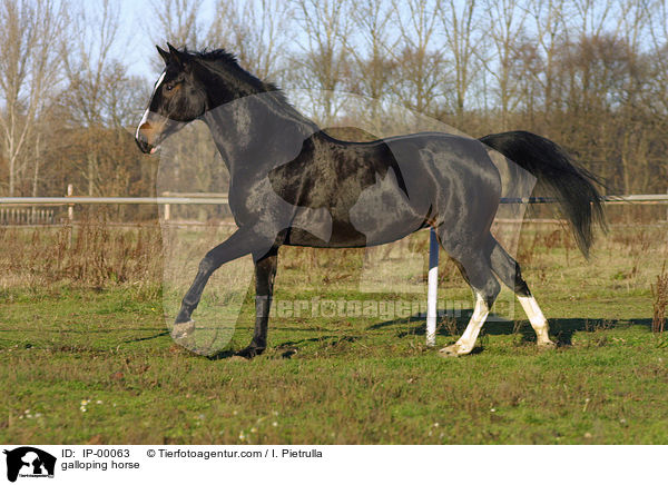 galoppierender Trakehner / galloping horse / IP-00063