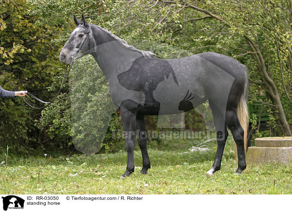 Trakehner in der Aufstellung / standing horse / RR-03050