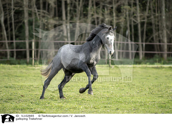 galloping Trakehner / VJ-02665