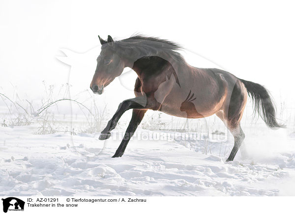 Trakehner in the snow / AZ-01291
