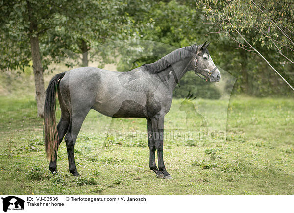 Trakehner horse / VJ-03536