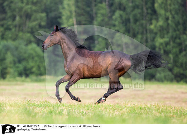 galloping Trakehner / ALK-01271