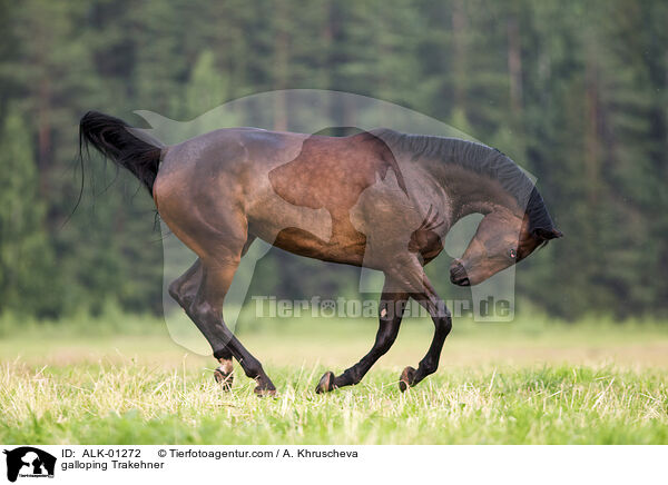 galoppierender Trakehner / galloping Trakehner / ALK-01272
