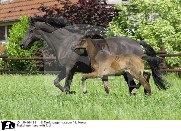 Trakehner mare with foal / JM-06421