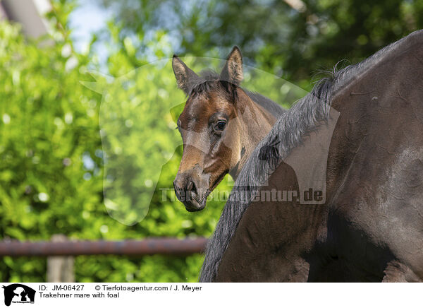 Trakehner mare with foal / JM-06427