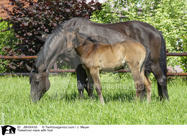 Trakehner mare with foal / JM-06430