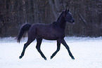 young Trakehner stallion