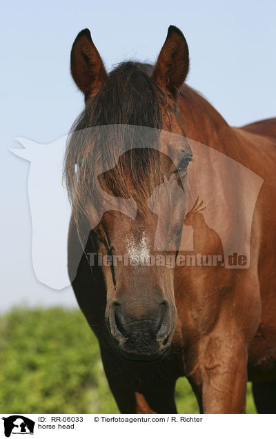 horse head / RR-06033