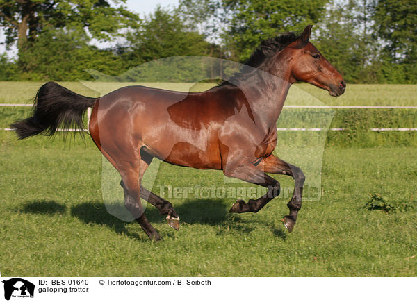 galloping trotter / BES-01640