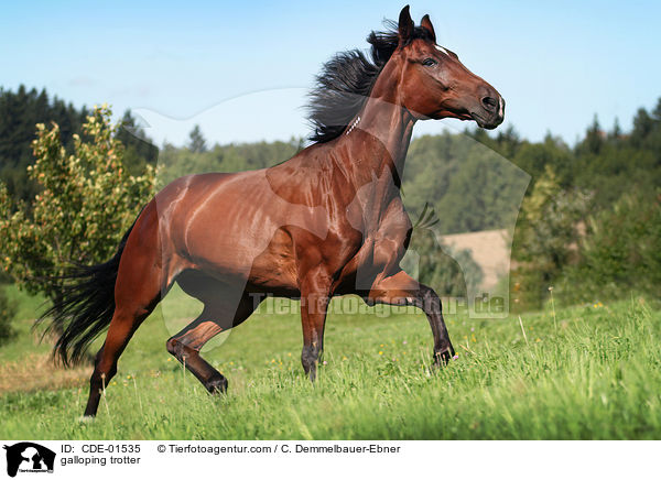galloping trotter / CDE-01535