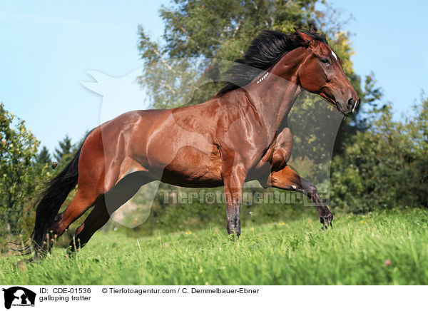 galloping trotter / CDE-01536