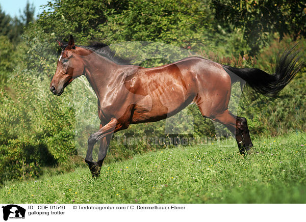 galloping trotter / CDE-01540
