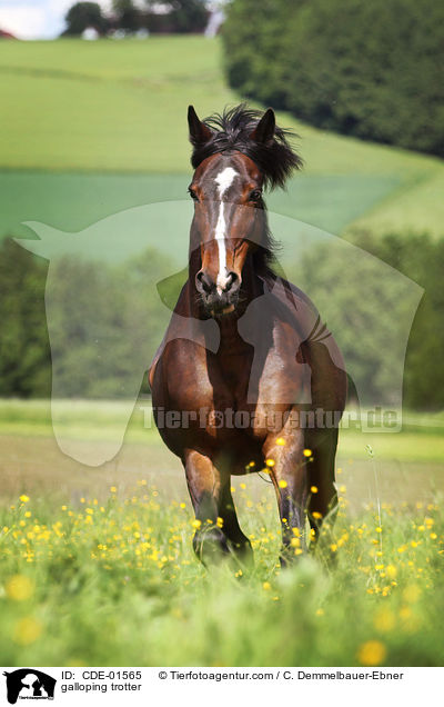 galloping trotter / CDE-01565