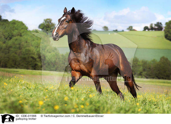 galloping trotter / CDE-01566