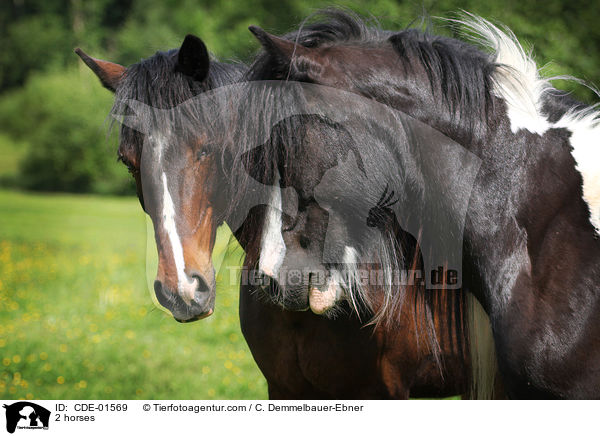 2 horses / CDE-01569