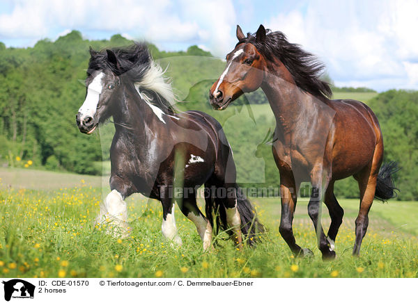 2 horses / CDE-01570