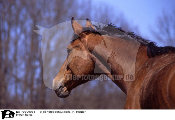 Brauner im Portrait / brwon horse / RR-00081