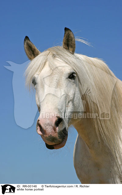 white horse portrait / RR-00146