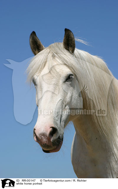 weies Pferd im Portrait / white horse portrait / RR-00147