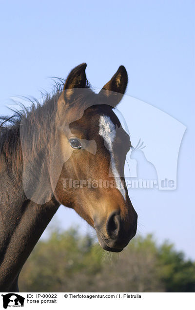 Portrait eines Pferdes / horse portrait / IP-00022
