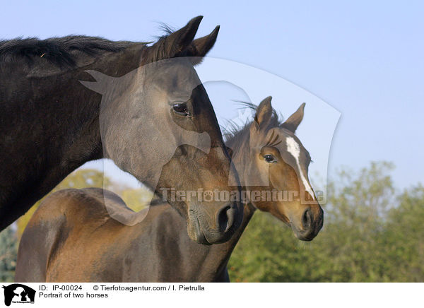 Warmblter im Doppelportrait / Portrait of two horses / IP-00024