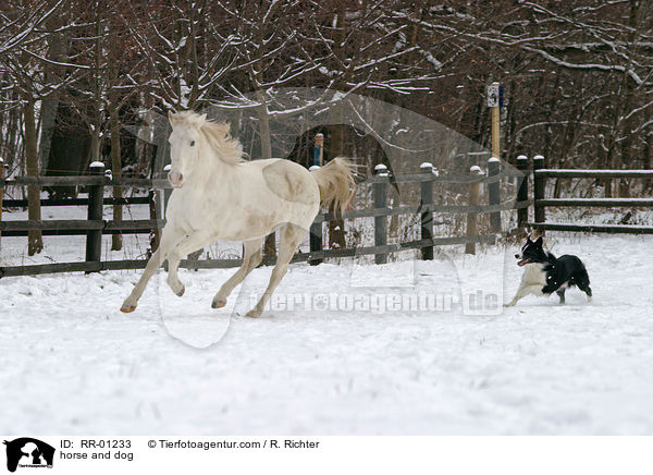 horse and dog / RR-01233