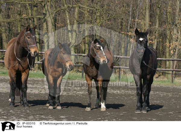 four horses / IP-00310