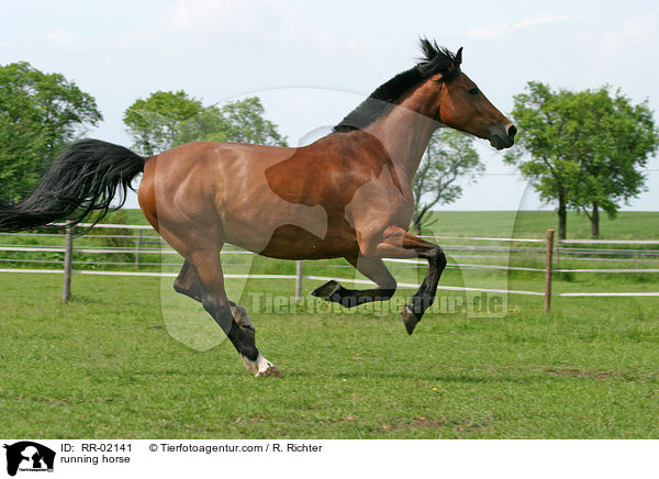 Pferd im Galopp / running horse / RR-02141
