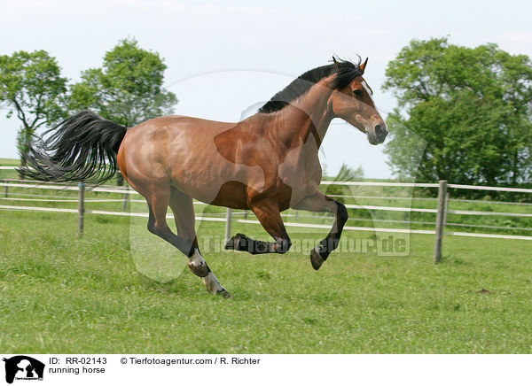 running horse / RR-02143
