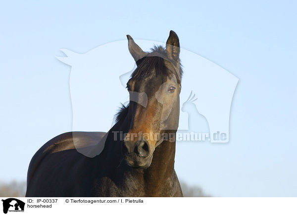 horsehead / IP-00337