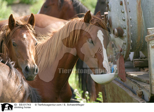 drinking horse / SS-01743