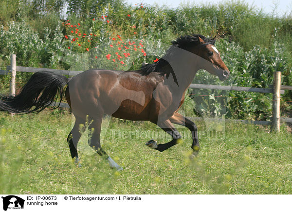 running horse / IP-00673