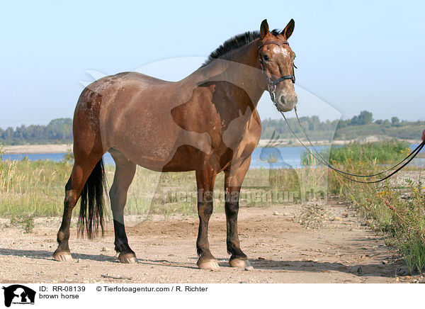 brown horse / RR-08139