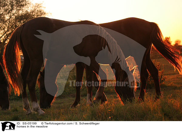 Pferde auf der Weide / horses in the meadow / SS-05199